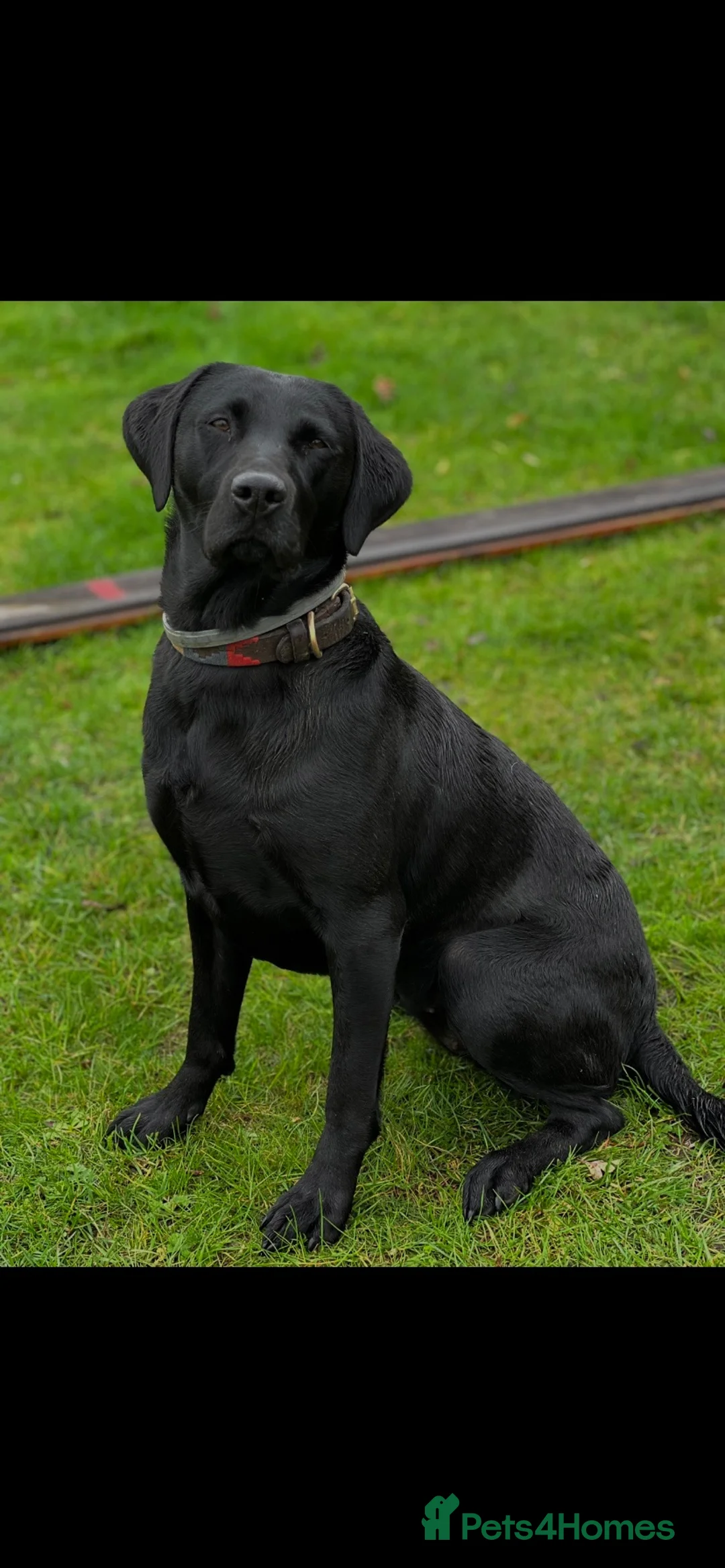 Labrador Retriever dogs for sale: 2 KC Chunky Black Labrador Puppies  - Advert 4