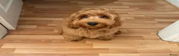 Cockapoo dogs for sale: *Health Tested through Parentage*F1 Cockapoo’s - Advert 16