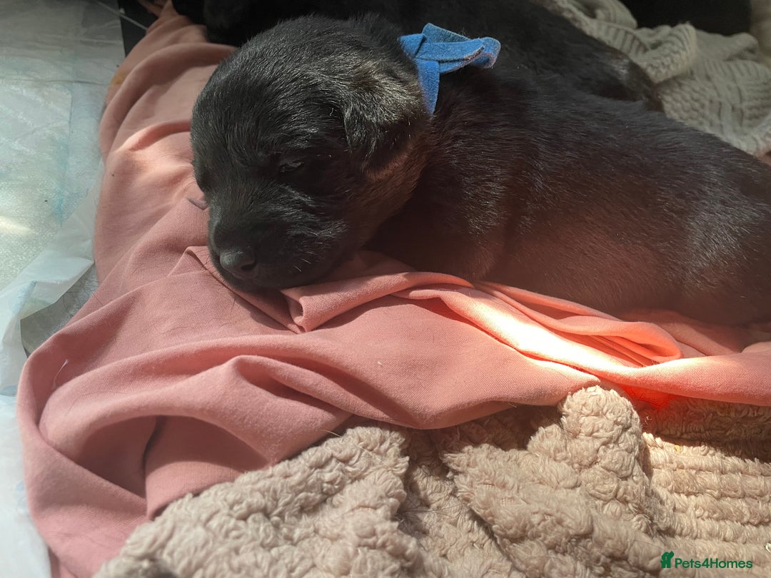 Mixed Breed dogs for sale: 2 beautiful nearly 6 month girls  - Advert 22