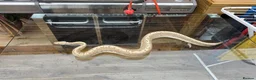 Python Snake reptiles for sale: Ball Python Bamboo Pinestripe in Farnham - Advert 3