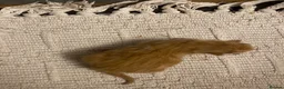 Mixed Breed cats for sale: 🐾 Adorable ginger kittens for sale, Chester 🐾  - Advert 38