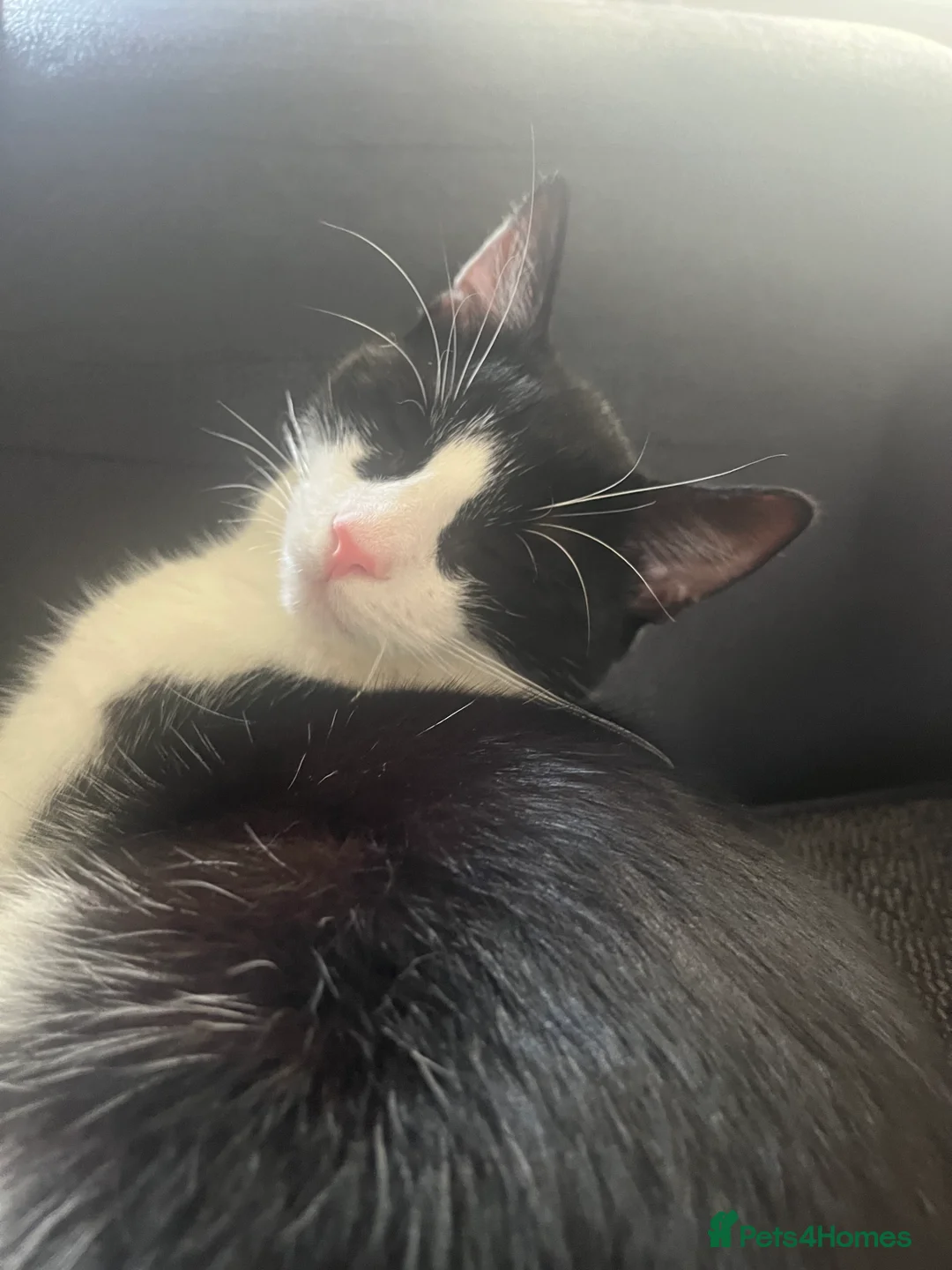 Mixed Breed cats for sale: 7 month old tuxedo cat Domino in Bradford - Advert 2