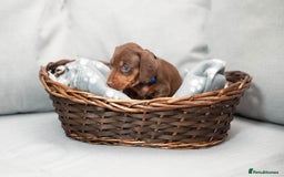 Miniature Dachshund dogs for sale: Miniature smooth haired dachshund - Image 7