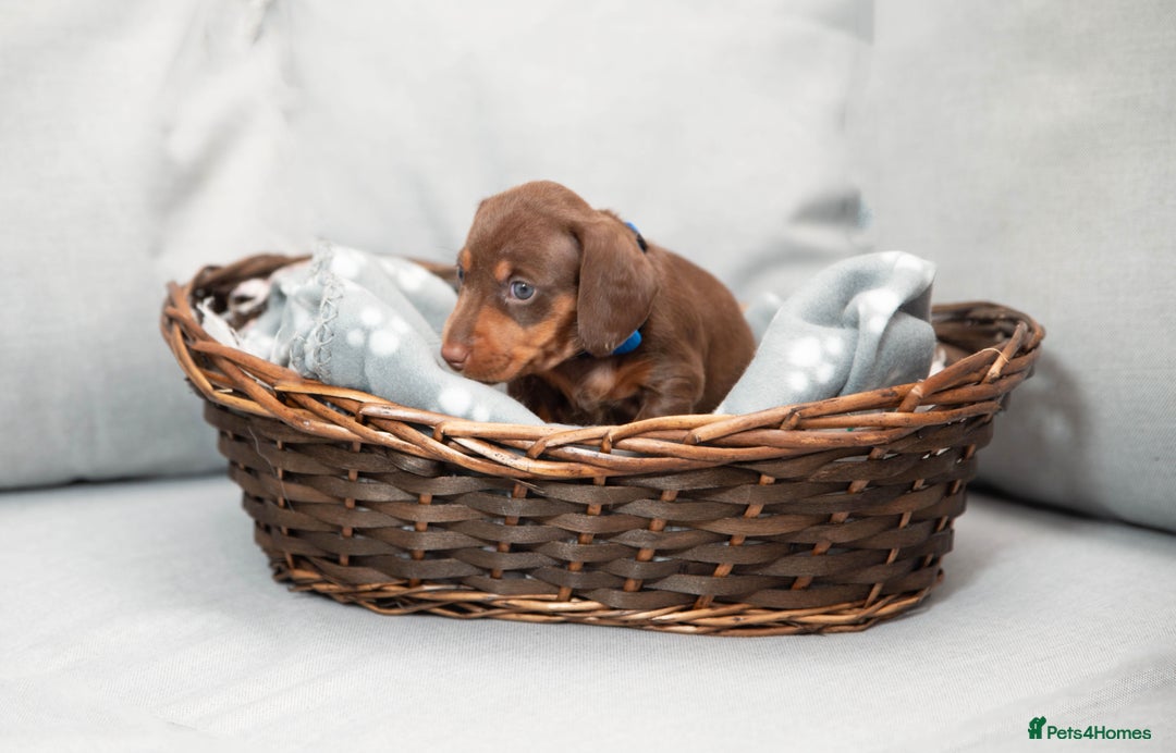 Miniature Dachshund dogs for sale: Miniature smooth haired dachshund - Image 7