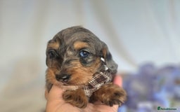 Mixed Breed dogs for sale:  miniature dachshund cross toy poodle doxiepoo   - Image 2