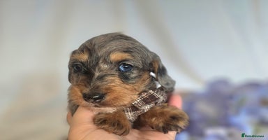 Mixed Breed dogs - Advert 2