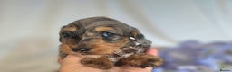 Mixed Breed dogs for sale:  READY NOW LAST PUPPY mini dachshund doxiepoo   - Advert 2