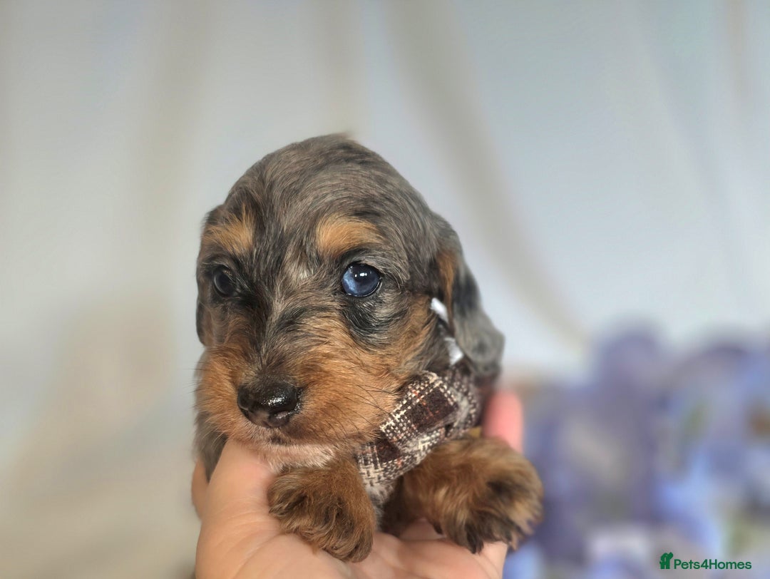 Mixed Breed dogs for sale:  miniature dachshund cross toy poodle doxiepoo   - Image 2