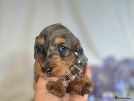 Mixed Breed dogs - Advert 5