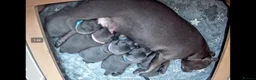 Staffordshire Bull Terrier dogs for sale: KC reg Staffordshire Bull terrier for sale - Advert 2