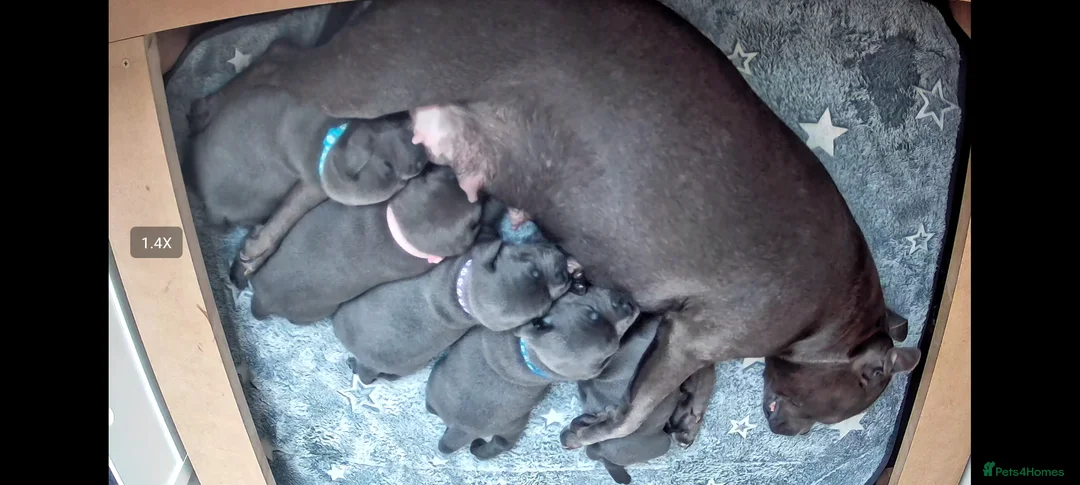 Staffordshire Bull Terrier dogs for sale: KC reg Staffordshire Bull terrier for sale - Advert 2