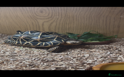 Tortoise reptiles for sale: Tortoise  - Image 6