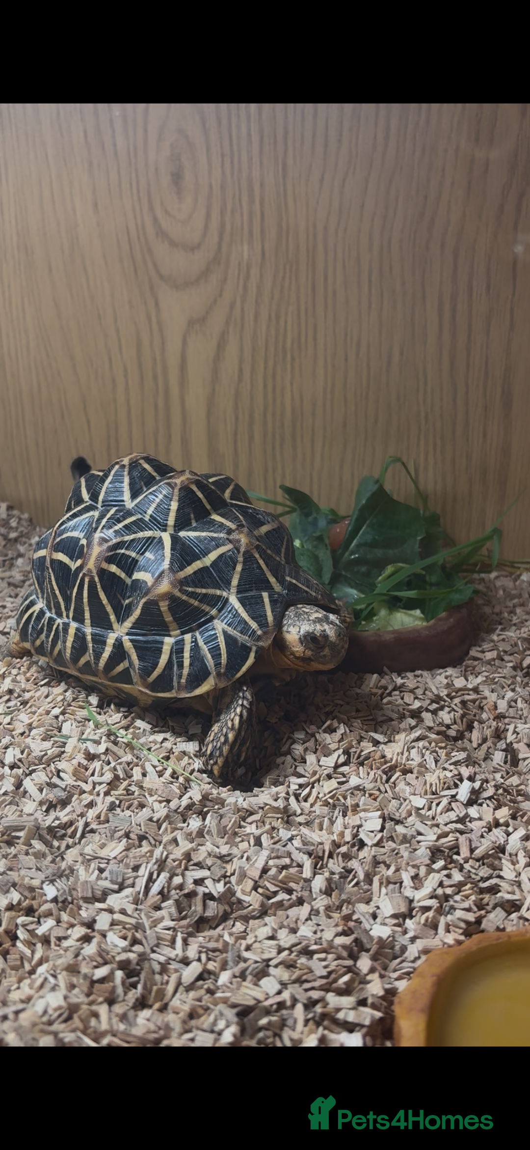 Tortoise reptiles for sale: Tortoise  - Image 6
