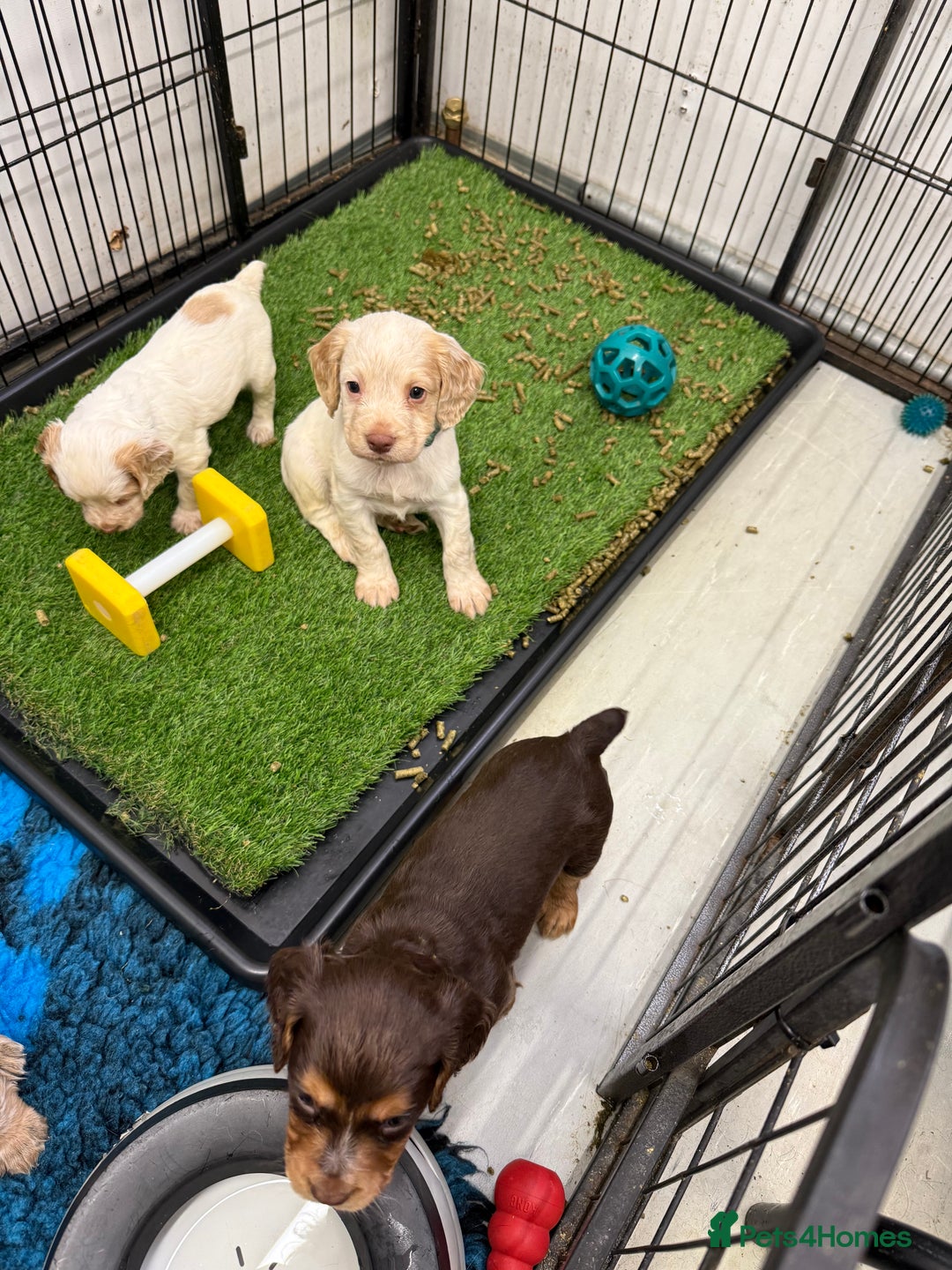 Cocker Spaniel dogs for sale: Working cocker spainel puppies  - Advert 31