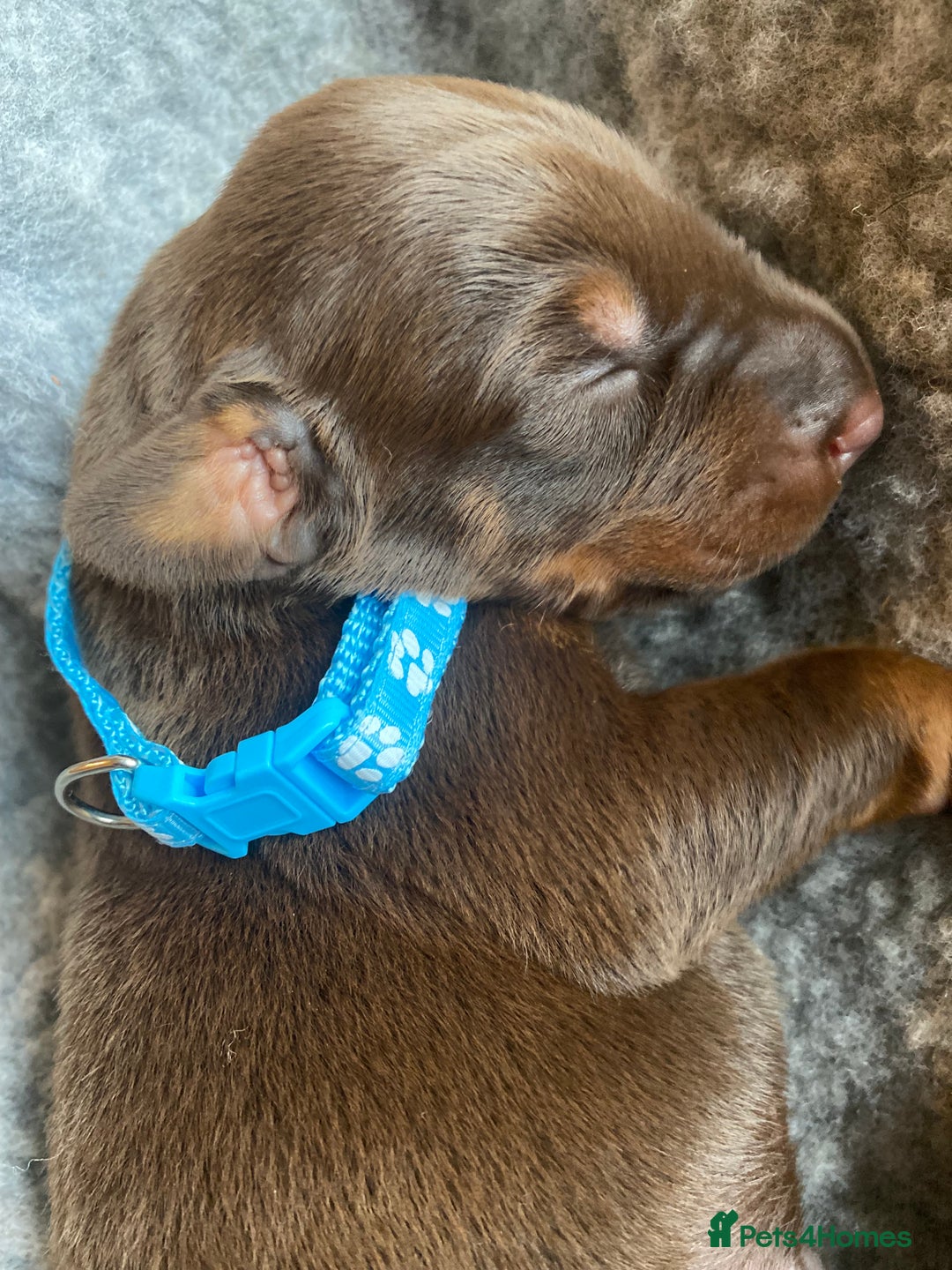 Dobermann dogs for sale: KC REGISTERED DOBERMAN PUPS - Image 20