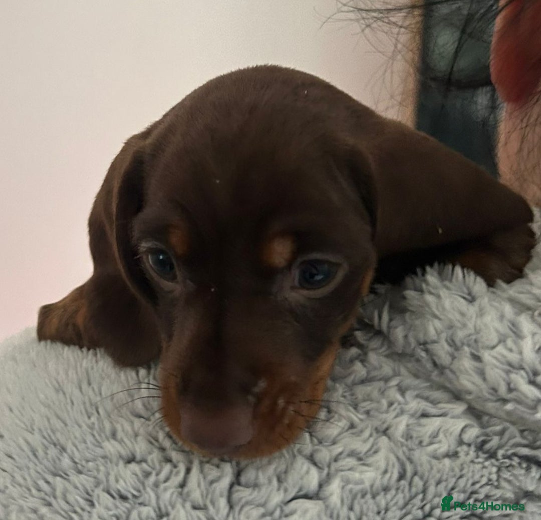 Dachshund dogs for sale: Dachshund puppies  - Advert 12