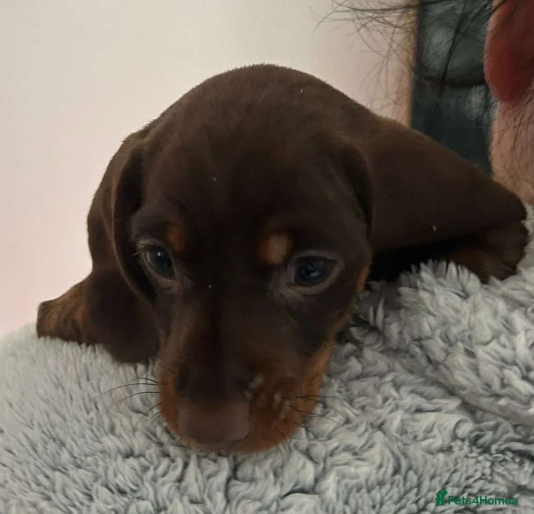Dachshund dogs for sale: Dachshund puppies  - Advert 12
