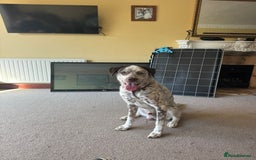 Mixed Breed dogs for sale: Male Dalmatian / husky dog  - Image 10