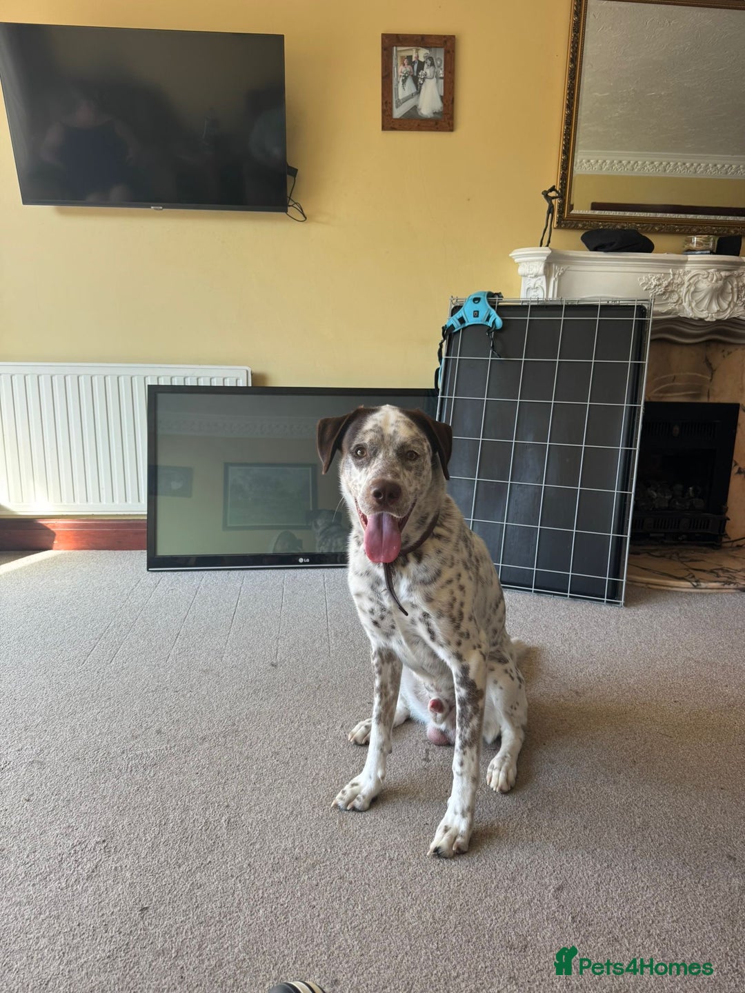 Mixed Breed dogs for sale: Male Dalmatian / husky dog  - Image 10