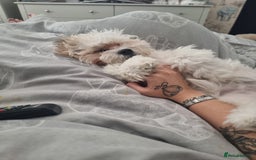 Mixed Breed dogs for sale: Gorgeous male looking for new home 🏡  - Image 3