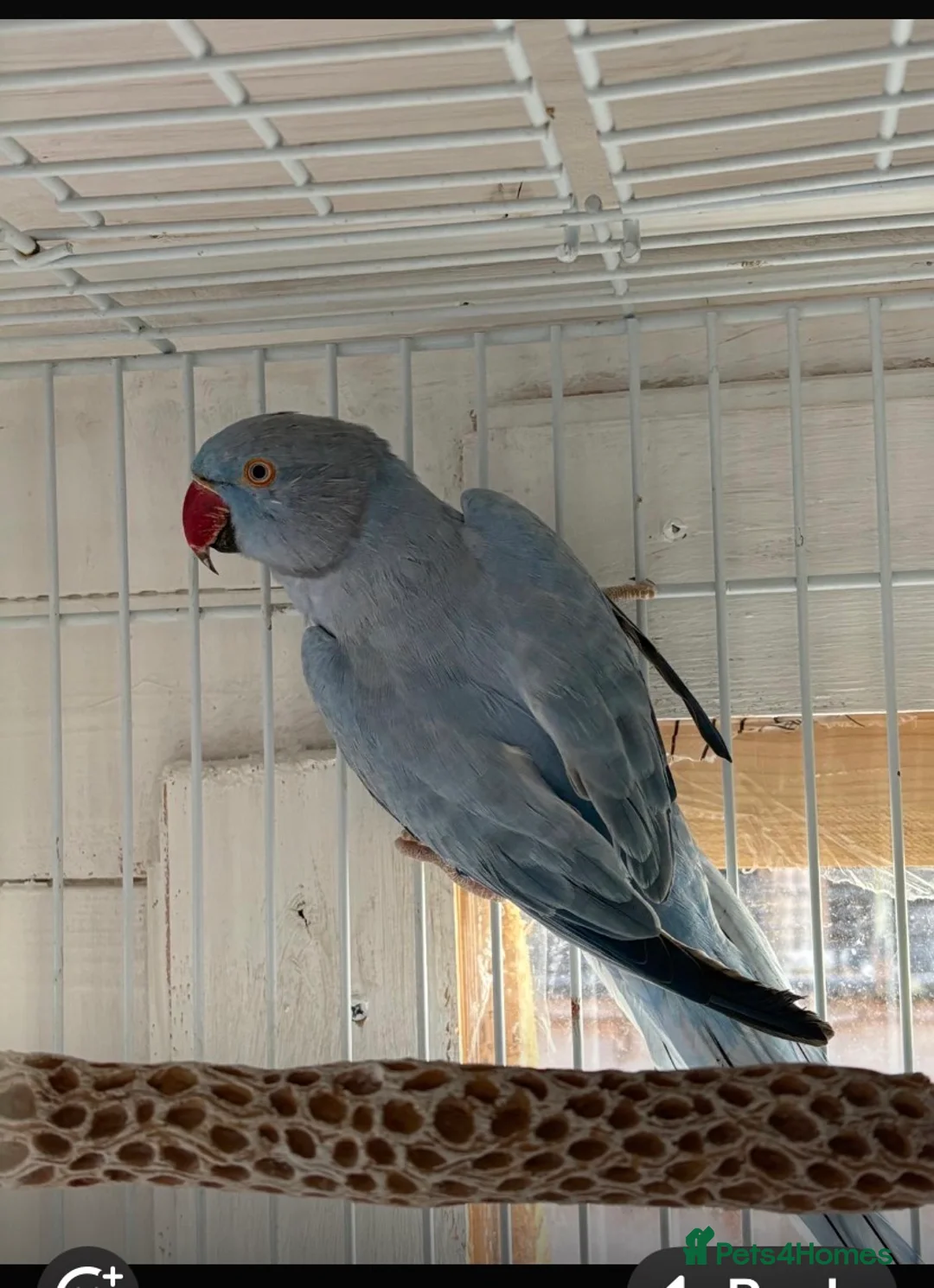Ringnecks birds for sale: Indian ring neck parrots for sale 🦜❤️ - Advert 2