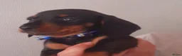 Dachshund dogs for sale: Miniature Dachshund puppies  in Falkirk - Advert 6