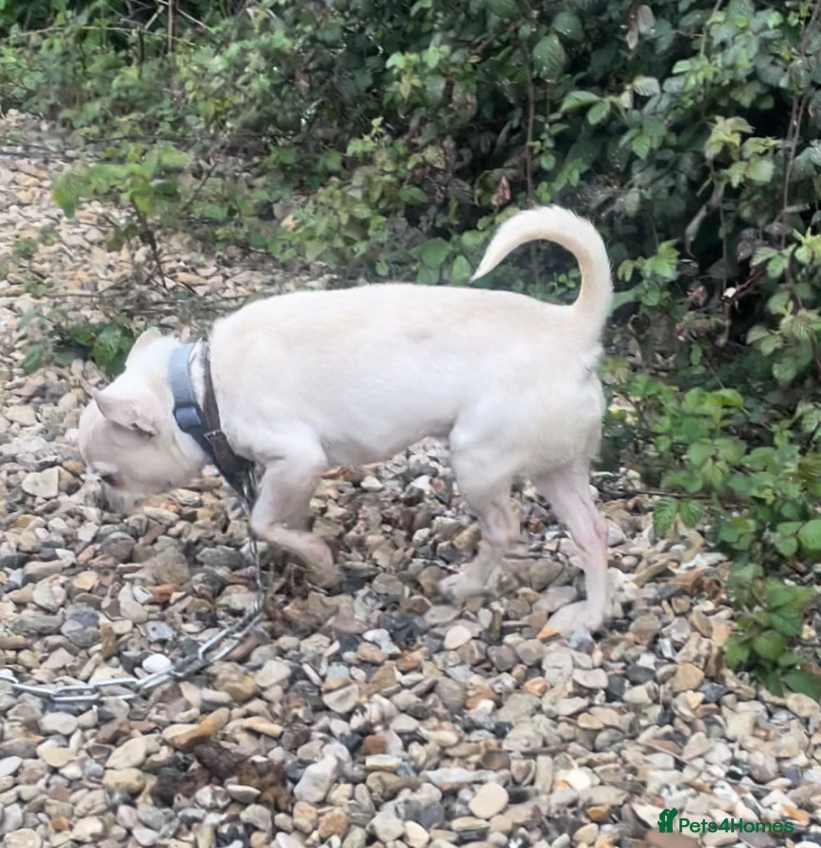 Chihuahua dogs Chihuahua Stud Available Blue puppies  - Advert 5