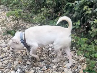 Chihuahua dogs Chihuahua Stud Available Blue puppies - Advert 5