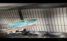 Parakeets birds for sale: Kakariki  - Advert 7