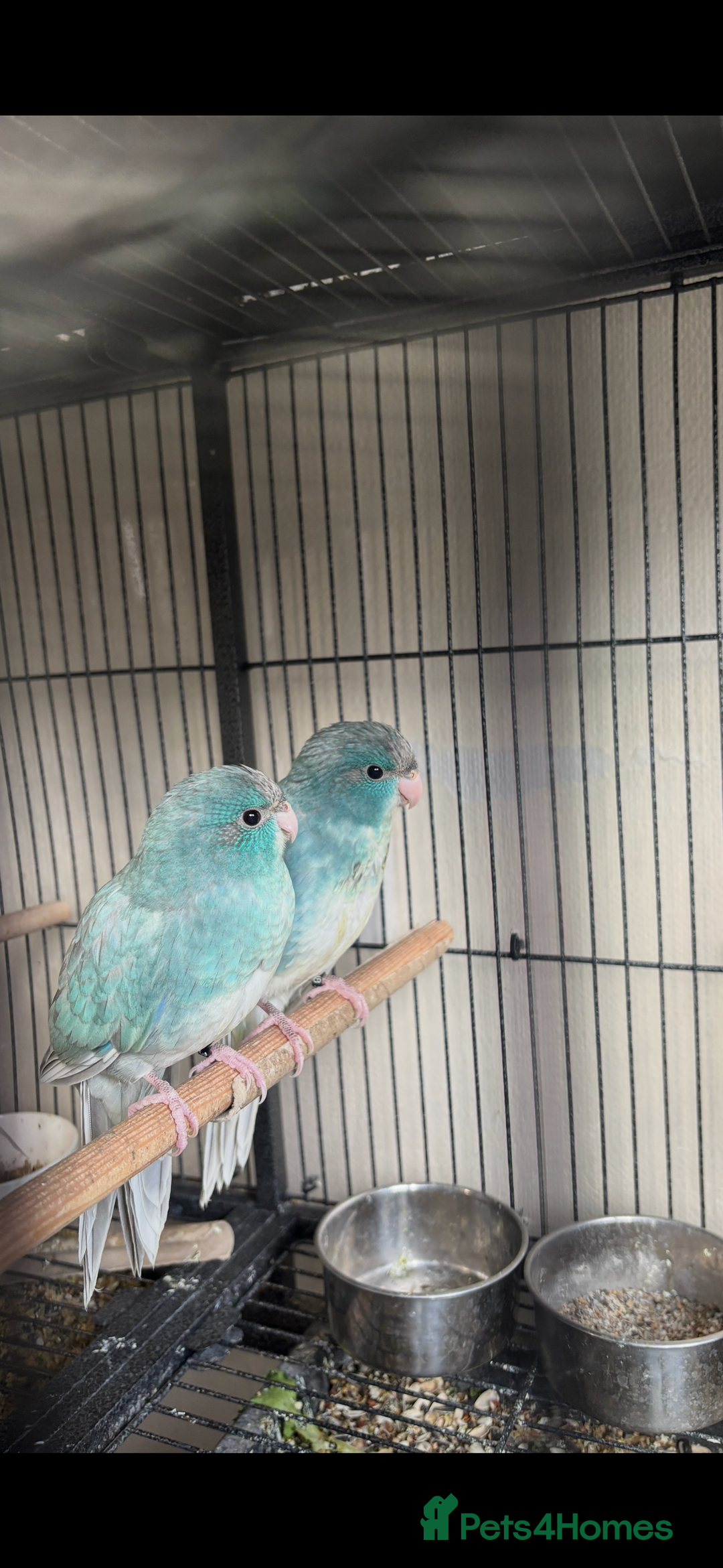 Parakeets birds for sale: Kakariki  - Advert 7