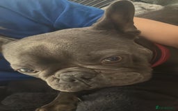 French Bulldog dogs for sale: French Bulldog Pups for sale - Image 3