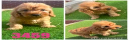Cockapoo dogs for sale: Beautiful F1 TOY Cockapoos - Advert 3