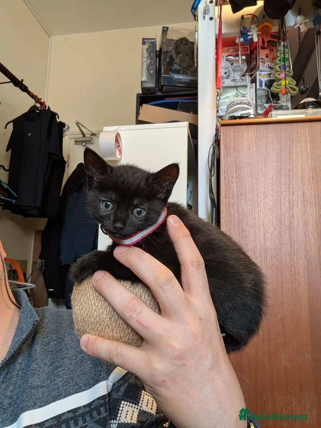 Bombay cats for sale: 🐾 Loving Homes Wanted for 4 Roxy’s Kittens 🐾 - Advert 26