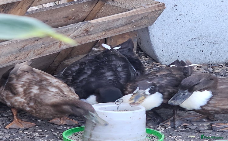 Ducks poultry - Advert 1