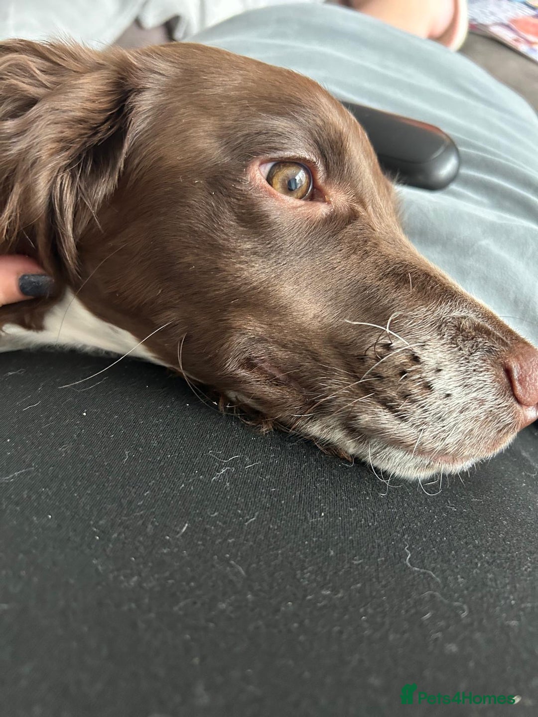 English Springer Spaniel dogs for sale: Gorgeous English Springer Spaniel needs new home - Advert 7