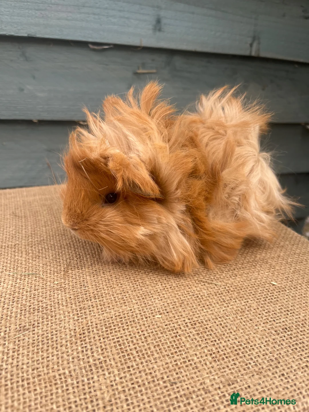 Guinea Pig rodents for sale: Purebred Peruvian Boars - Advert 3