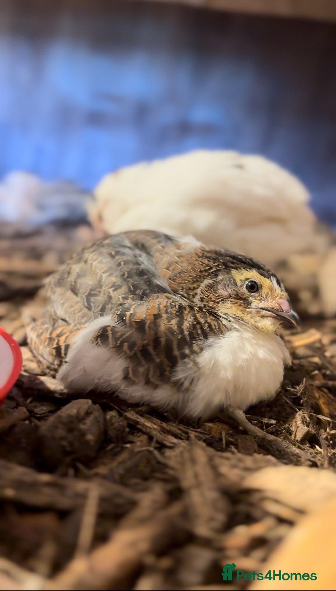 Mixed Breed birds for sale: Quail cotournix baby chicks - Advert 4