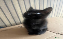 Mixed Breed cats for sale: Kittens  - Image 4
