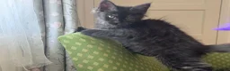 Maine Coon cats for sale: Maine Coon active kittens - Advert 9