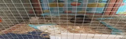 Quail poultry for sale: Coturnix Quail trio and group - Advert 6