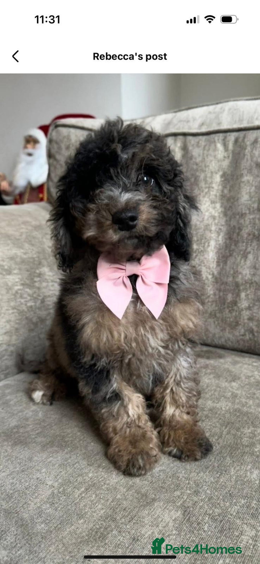 Cockapoo dogs for sale: Chocolate Merle Cockapoo for sale  - Advert 1