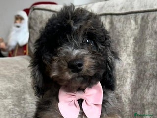 Cockapoo dogs Chocolate Merle Cockapoo for sale - Advert 2