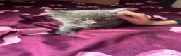 Mixed Breed cats for sale: 5 gorgeous fluffy kittens - Advert 5