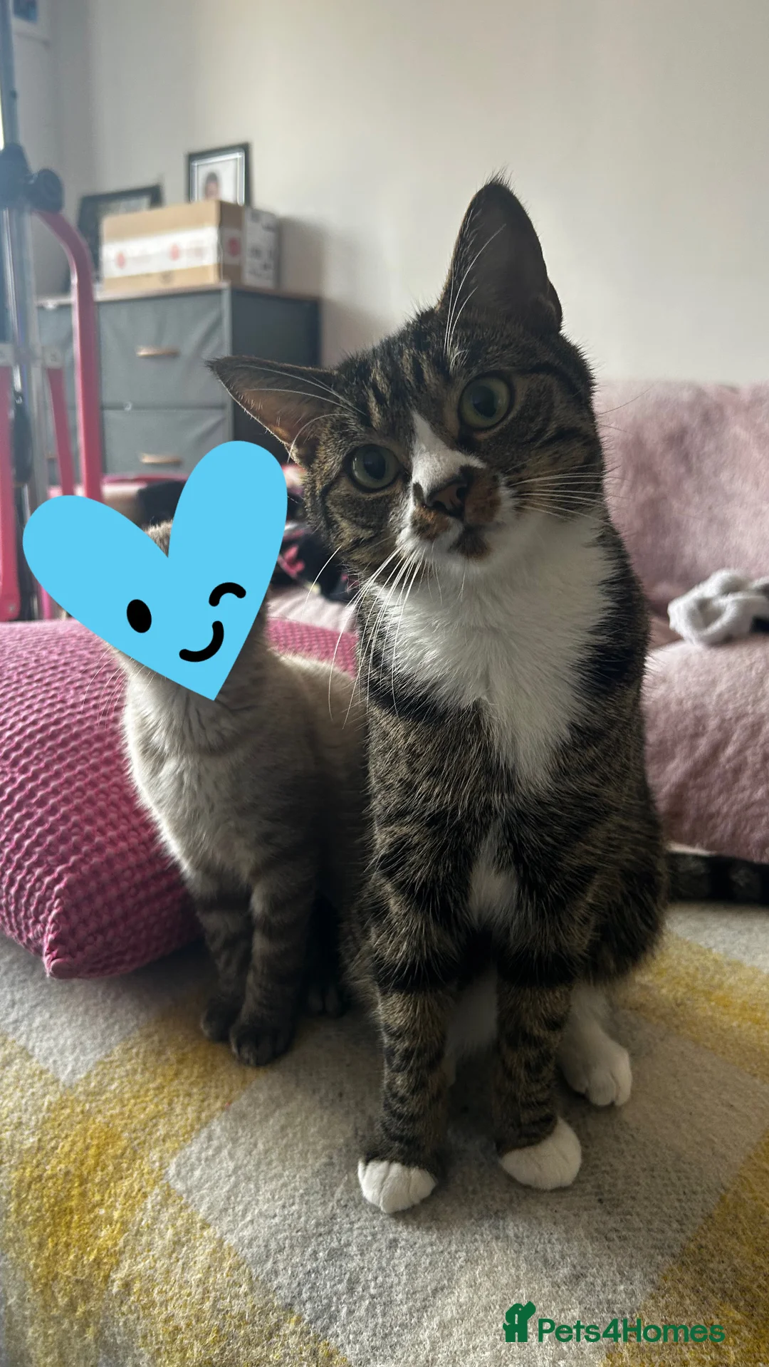 Domestic Shorthair cats for sale: Male Cat - Advert 1