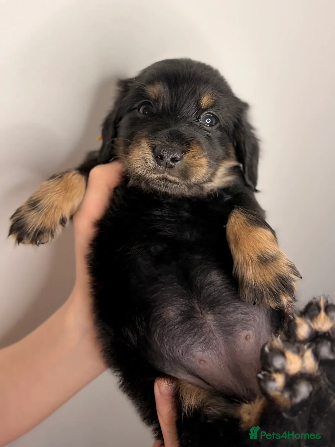 Miniature Dachshund dogs for sale: Pedigree Longhaired Miniature Dachshunds  - Advert 26