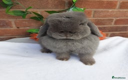 Mini Lop rabbits for sale: 16 months mini lop lilac Doe available  in Retford - Image 2