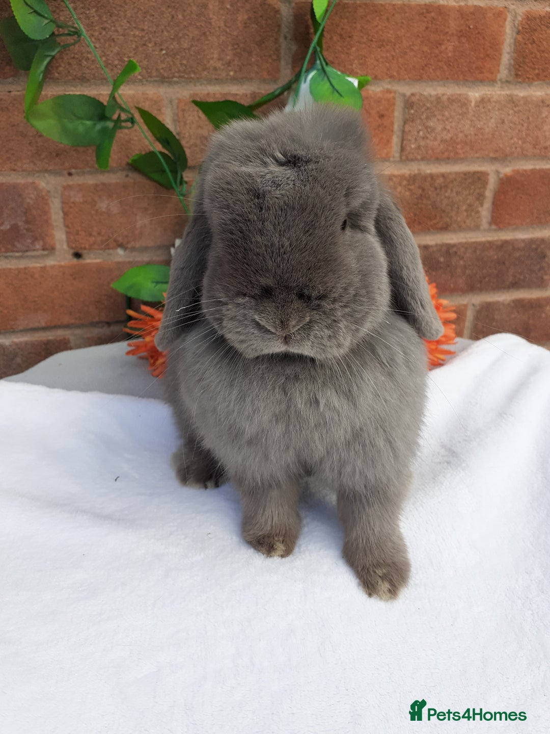 Mini Lop rabbits for sale: 16 months mini lop lilac Doe available  in Retford - Image 2