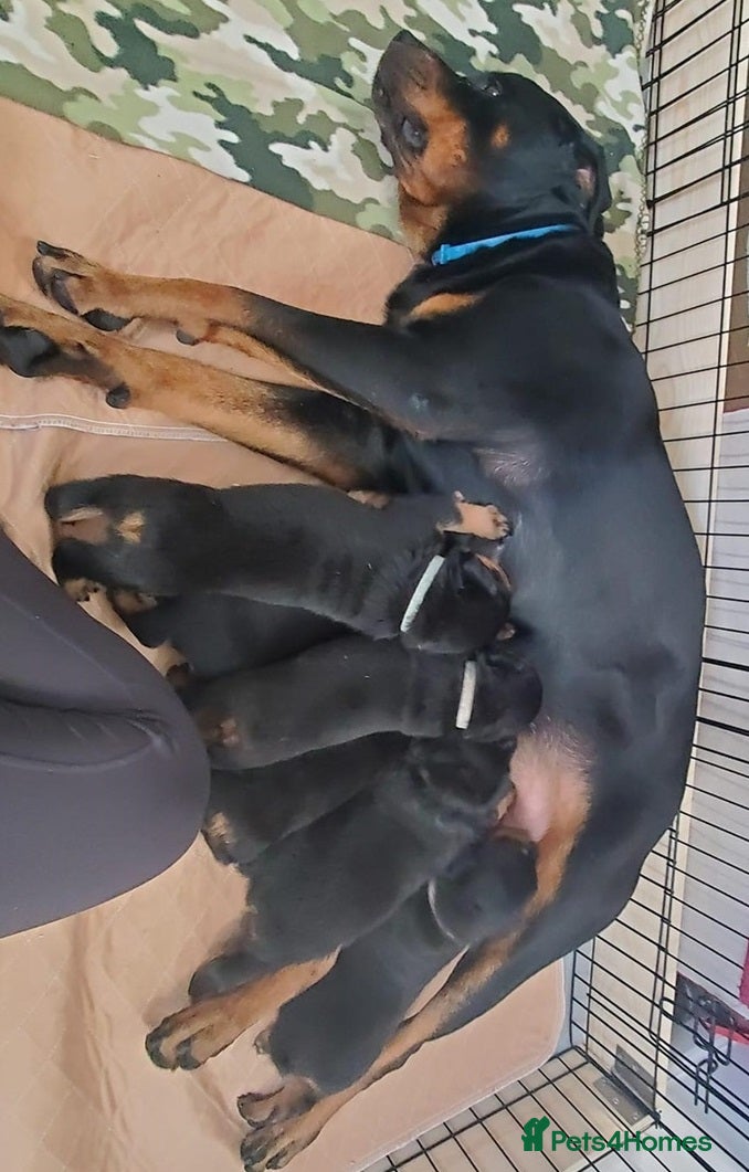Rottweiler dogs for sale: Friendly family raised Rotties pups in Mansfield - Advert 5