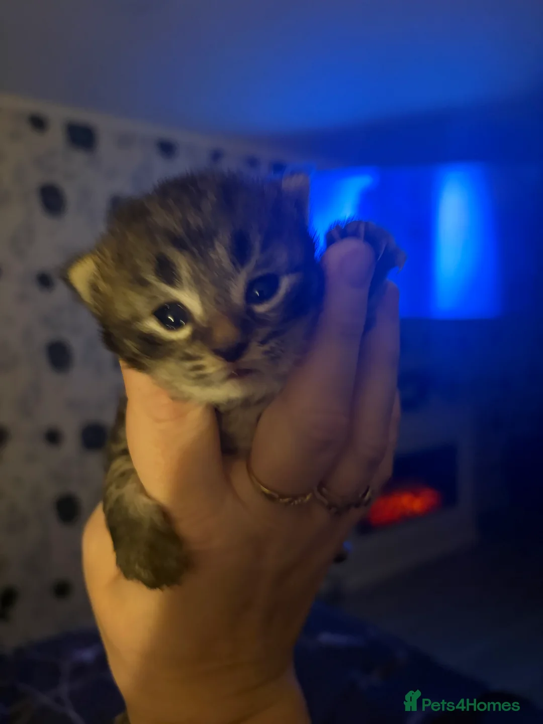 Bengal cats for sale: Bangle Ginger  - Advert 11