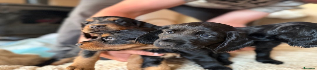 Cocker Spaniel Puppy 3